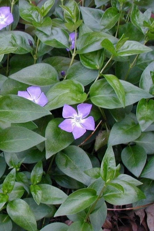 Bigleaf Periwinkle (Vinca Major) - 6 Pack Of Pint Pots - Image 6