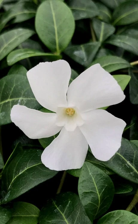 White Evergreen Periwinkle (Vinca Minor 'Alba') - 6 Pack Of Pint Pots - Image 7