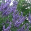Shoal Creek Chaste Tree (Vitex) - 3 Gallon Pot