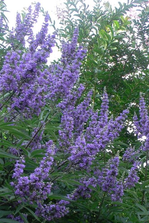 Shoal Creek Chaste Tree (Vitex) - 3 Gallon Pot